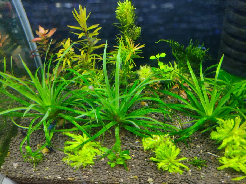 Jbl plant soil pentru acvariu pești,creveti,plante