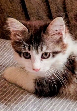 Котенок бесплатно в добрые руки, девочка