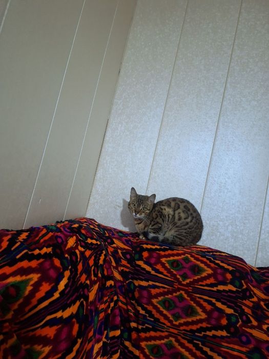 Yoshi 2yosh qiz bola