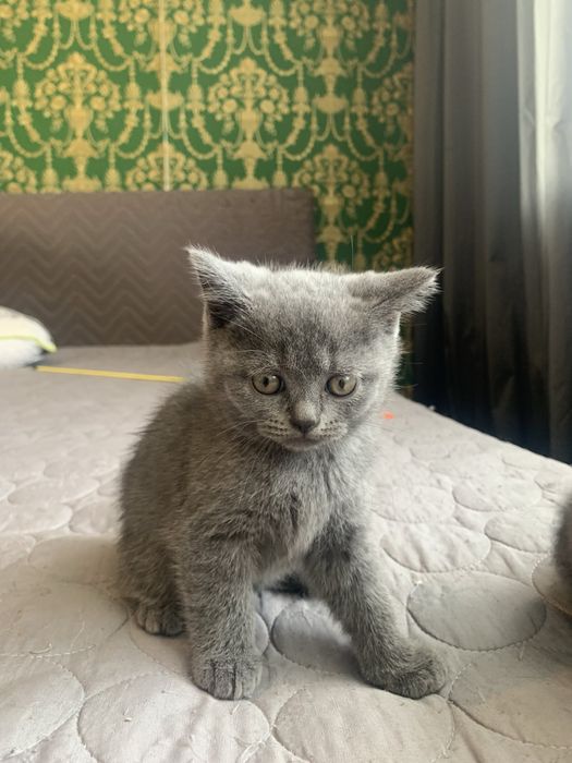 Британски късокосмести котета