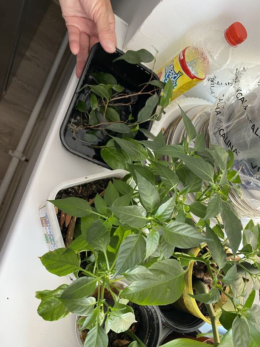 Продам комнатные растения