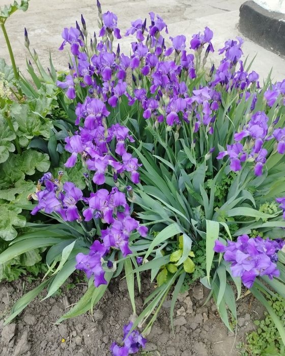 Продам корневища ириса