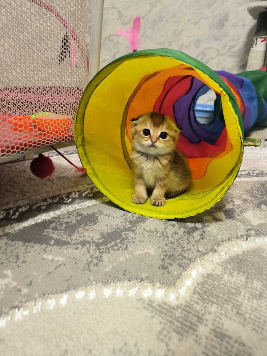 Котята премиум класса