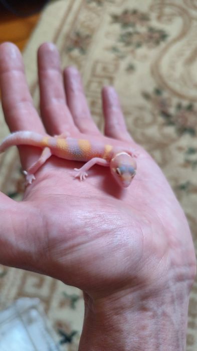 Продам милых деток экушей