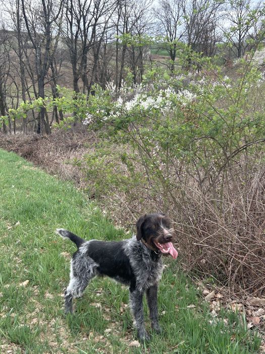 Disponibil mascul 12 luni