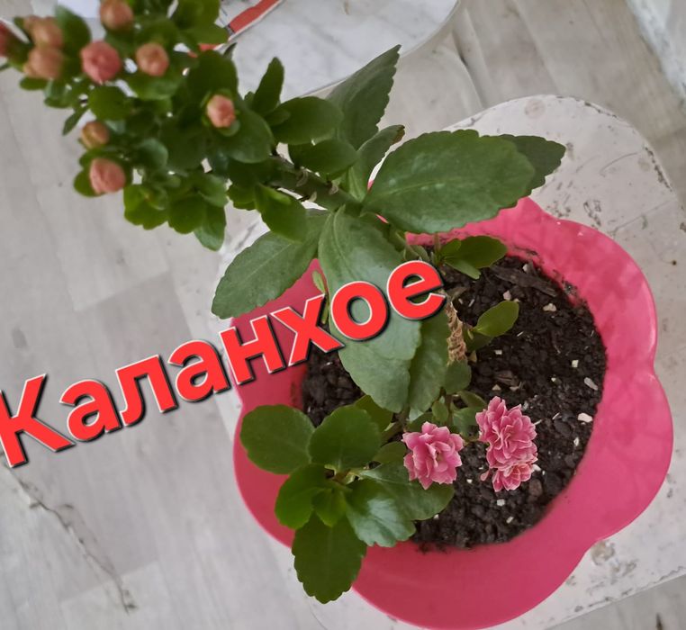 Продаю домашние, комнатные  цветочки.