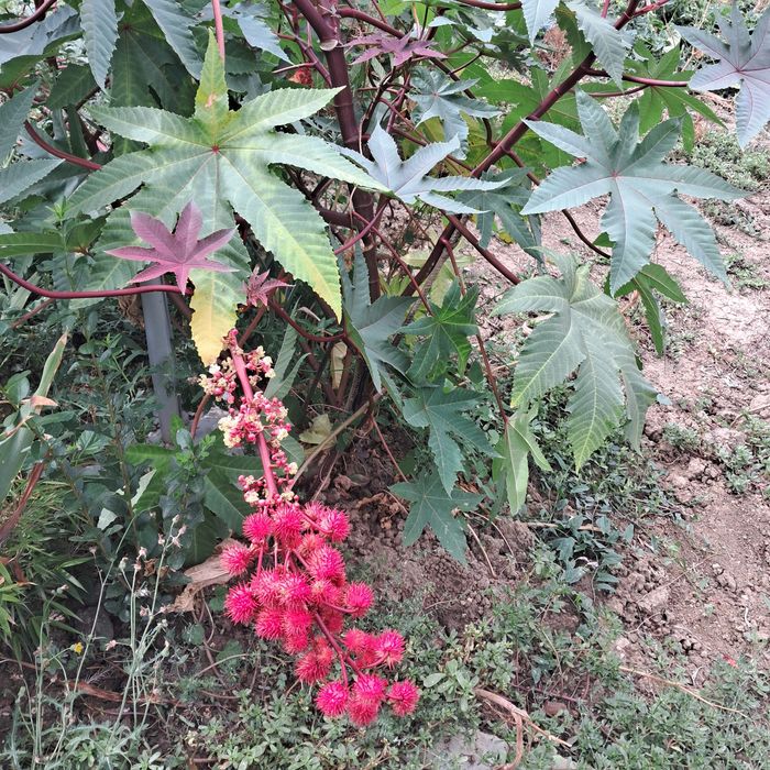 Семена от растение рицин