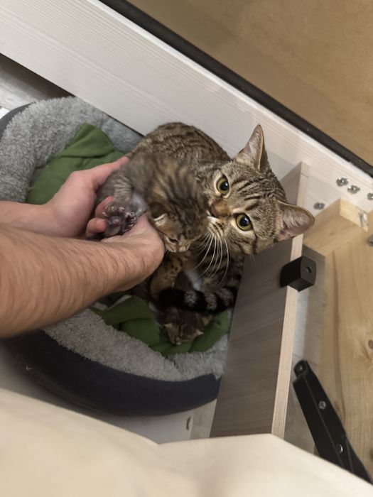 Бенгалские котики