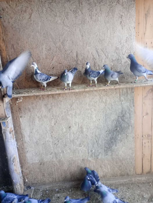 Porumbei voiajori de concurs de toate felurile