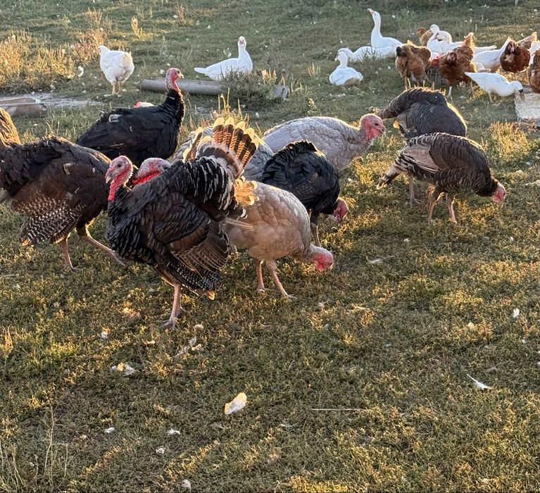Curcani taranesti