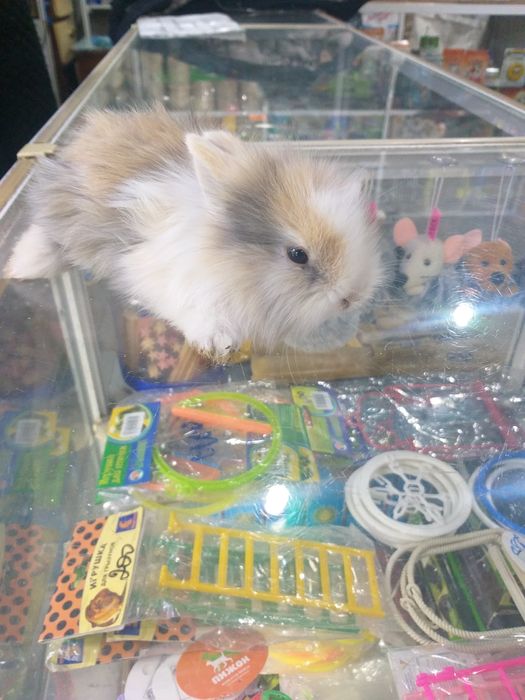 Волнистые попугаи