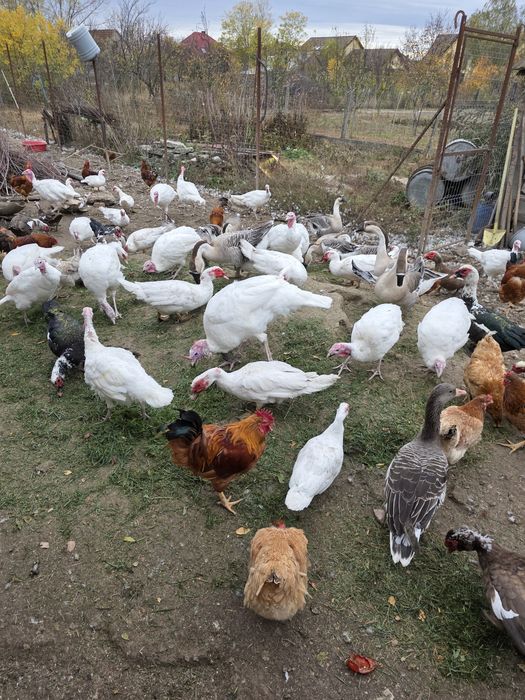 De vânzare gâște,rețe și curcani.