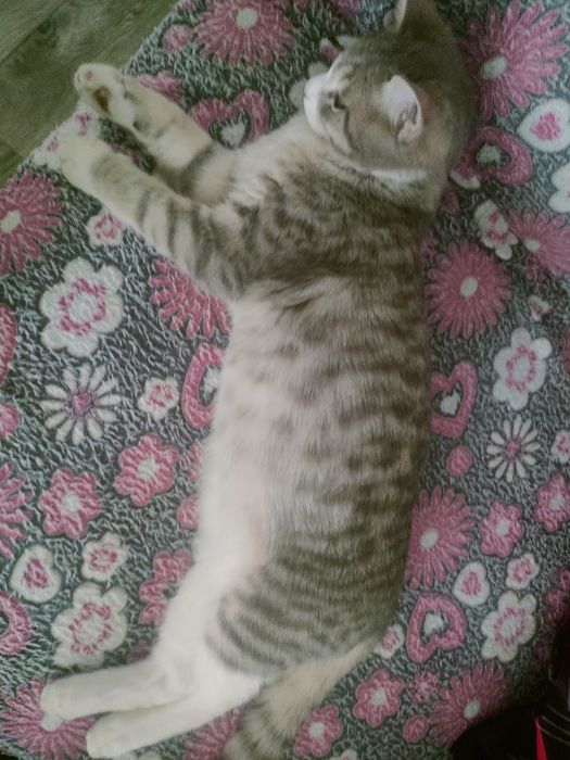 Отдаем шотландкого  кота