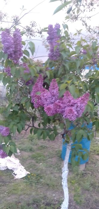 Продам саженцы сирени