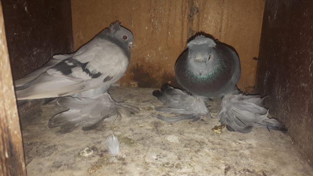 Продам 2 пары голубей