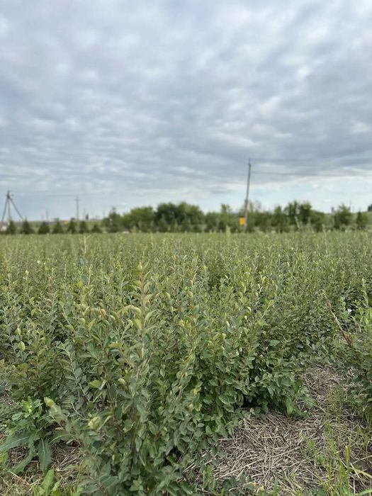 Кизильник блестящий окс