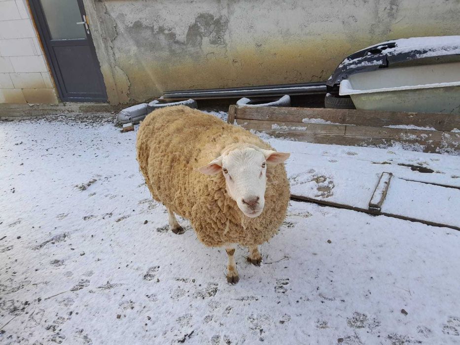 De vanzare berbecuți si berbec rasă de carne