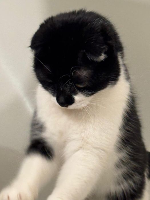 Бесплатно в добрые руки!