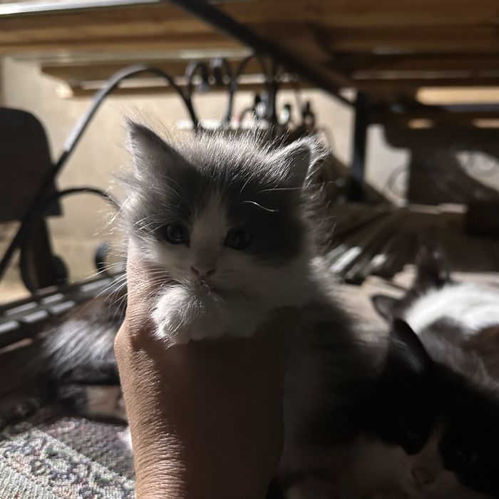 Отдам в добрые руки