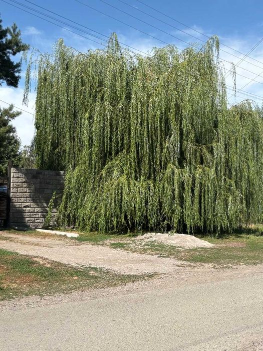 Роскошная ива на корню — качественная лоза для любых целей