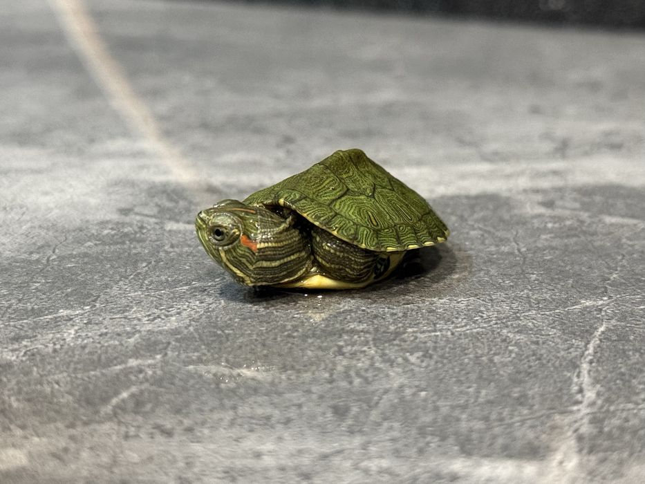 Черепашки , красноухие