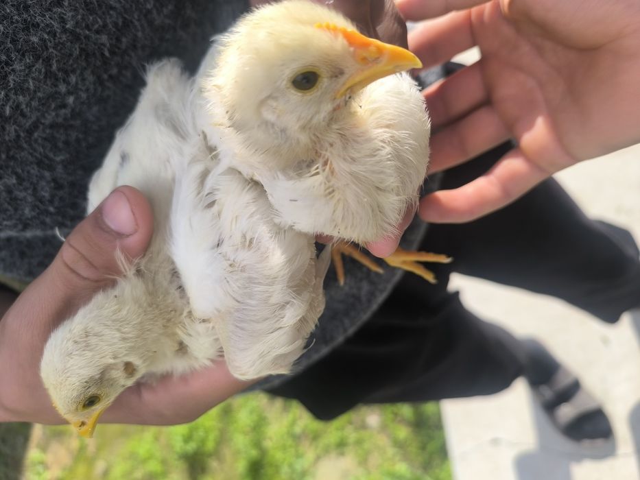 Joʻjalar yaxshi boqilgan soni chegaralangan ulgurib qoling soni 21ta