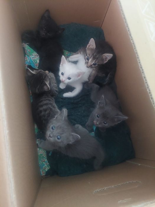Маргаулар, котенки