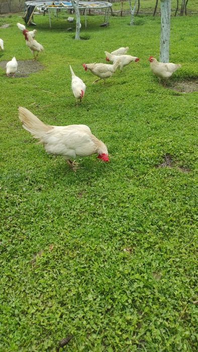 Оплодени яйца от БЯЛ ЛЕГХОРН