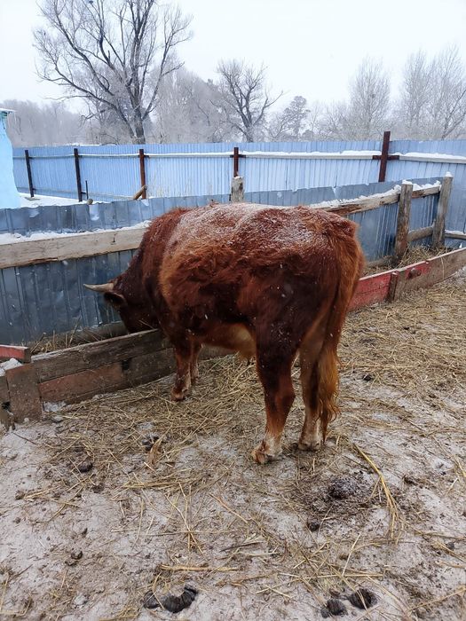 Продам быка  срочно