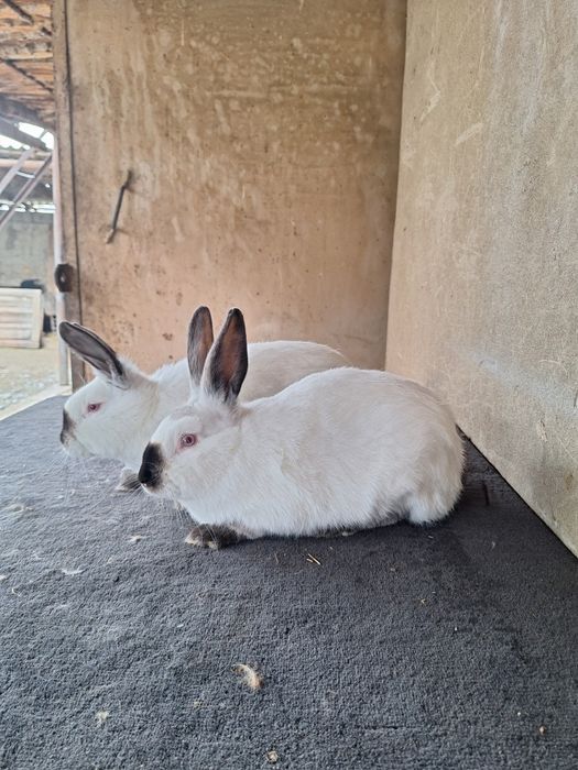 Пара молодых  Калифорний