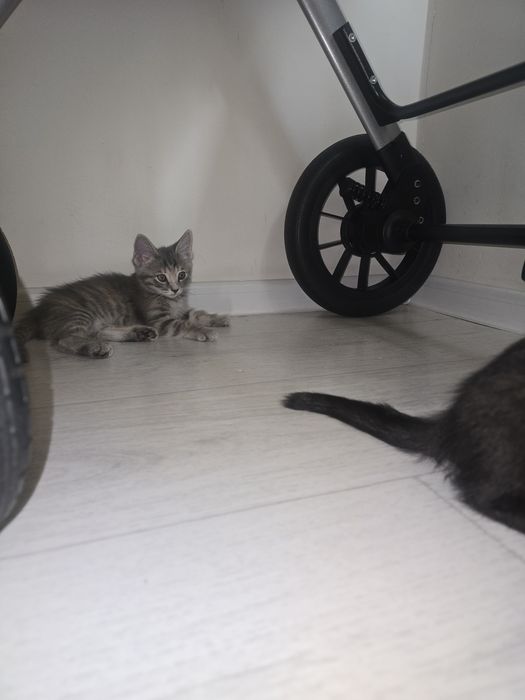 Отдам котят в добрые руки
