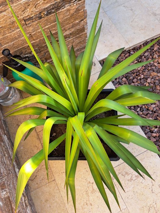 Vand 2 yucca de gradina