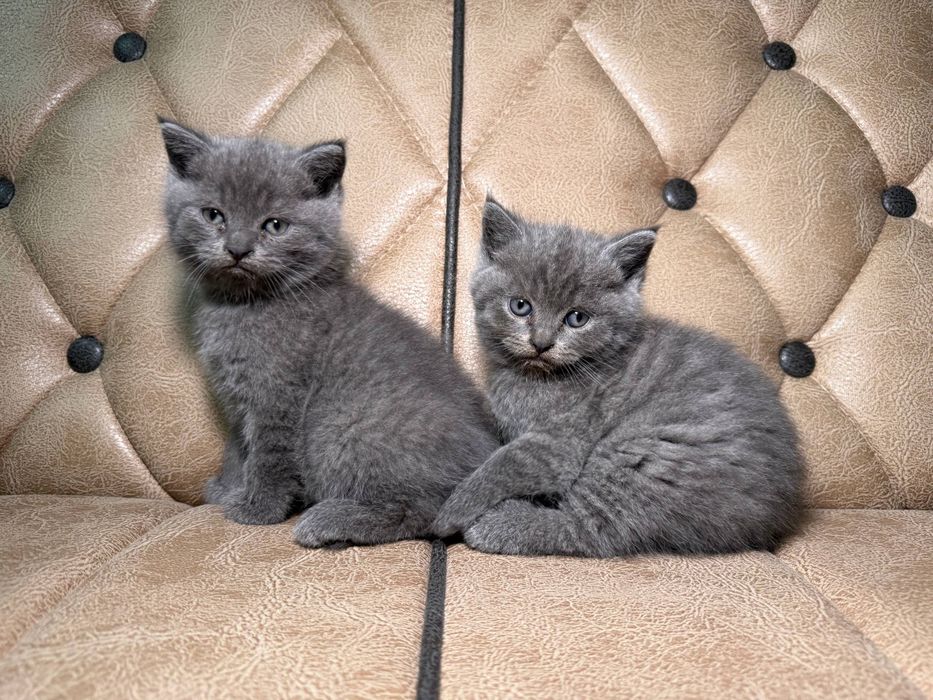 Продается  котята скотиш страйт