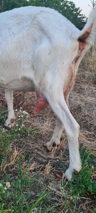 Vand caprita buna de lapte sau schimb cu baloti de fan sau lucerna