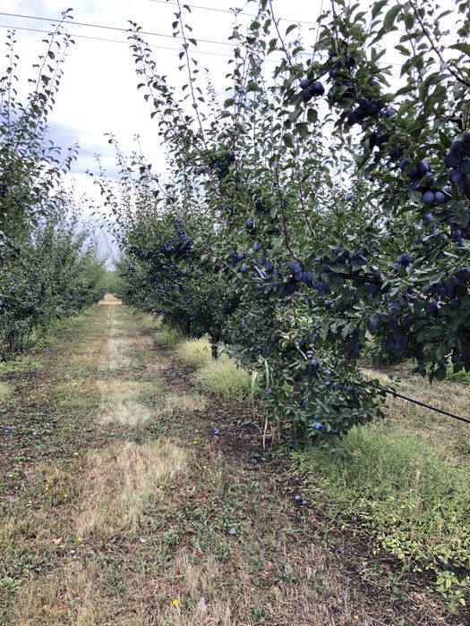 Prune Stanley dulceata, gem, tuica