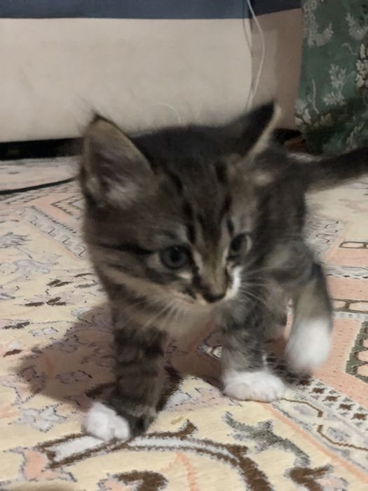 Отдам в добрые руки