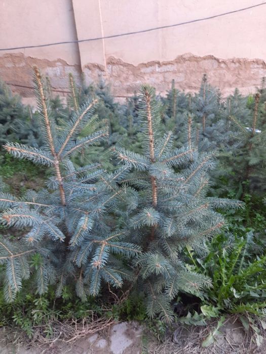 Продается  Голубая  ель