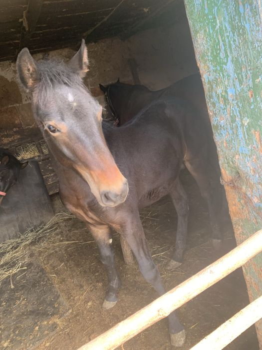 Vand o noatina de 2 ani si un noatin de 8 luni