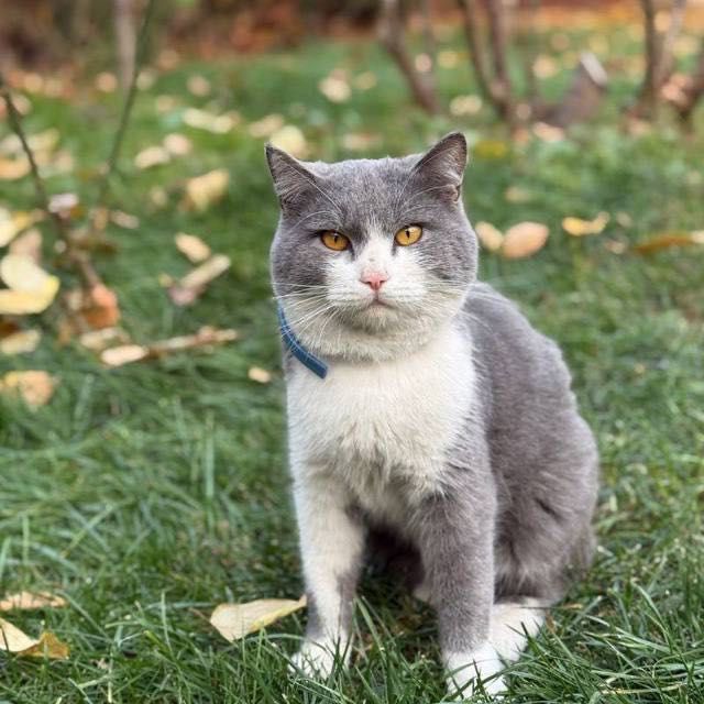 Продаю породистую кошку