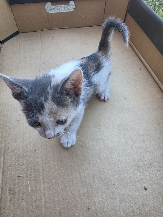 Котенца на 1 месец