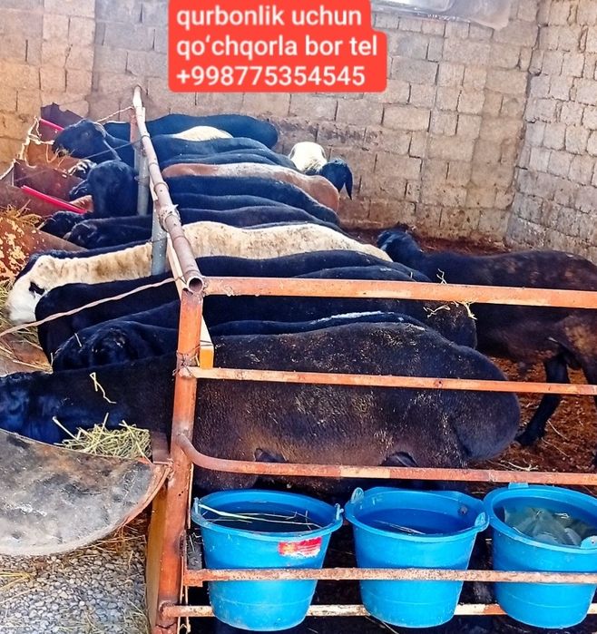 qurbonxayt uchun qoʻchqorla bor