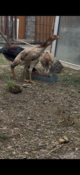 Продам бойцовых курей