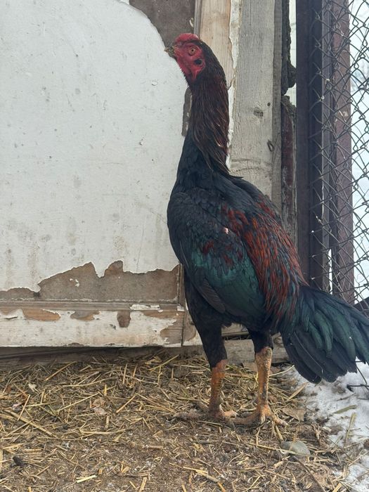 Продам дакан питух