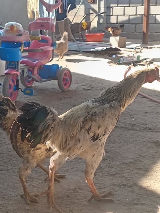 Продам курей этих