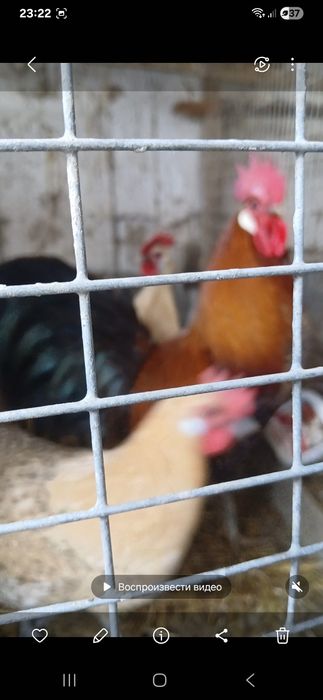 Брекель лимон тауық