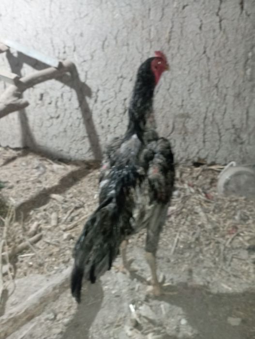 Koʻrib olasila bemalol uyga kirib