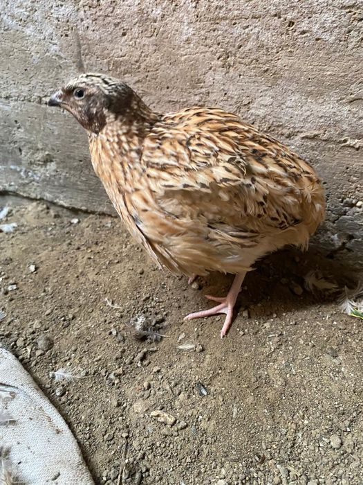 Молодые перепелки несушки