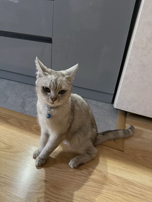 продаю кота 11мес.