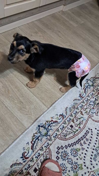 Щенок в хорошие руки