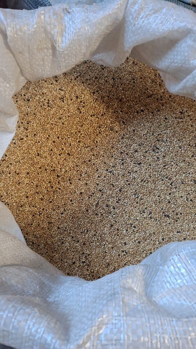 Mei pentru papagali.